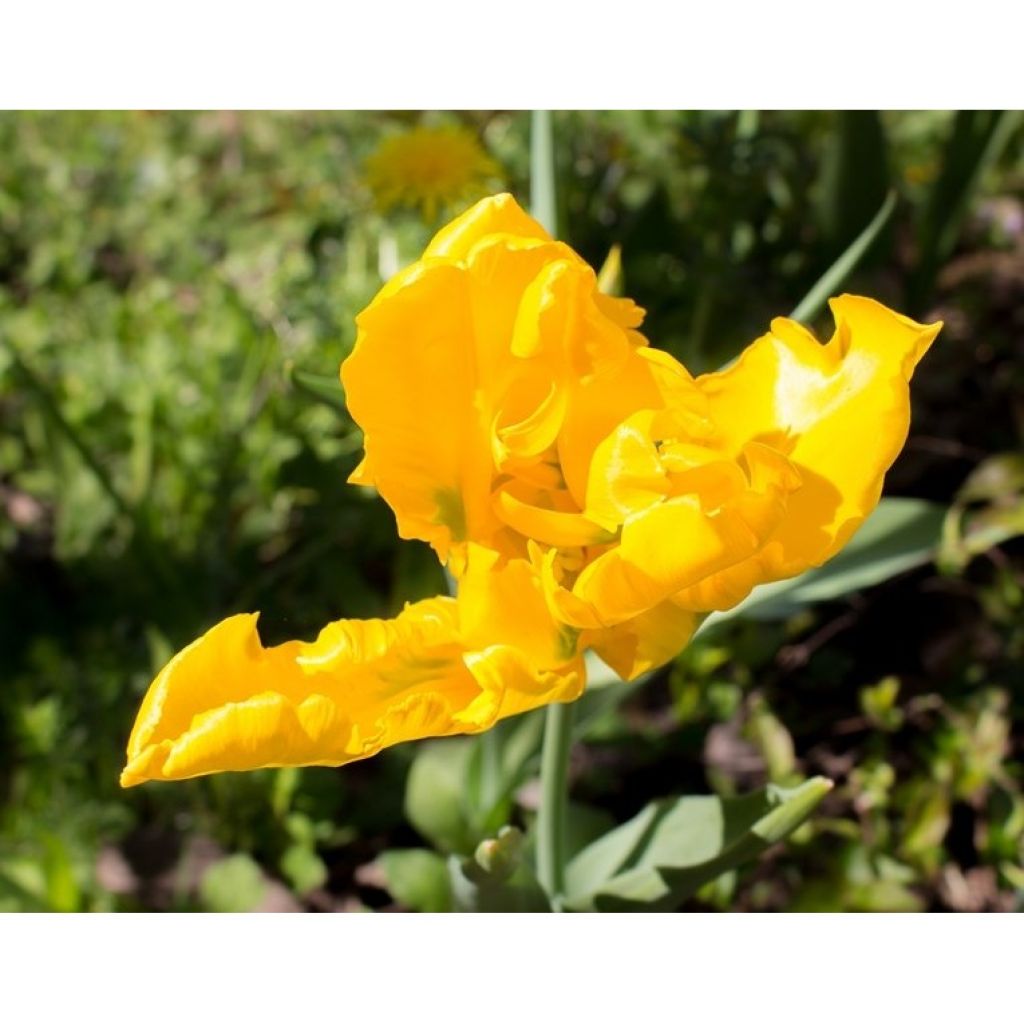 Tulipe Perroquet Yellow Sun
