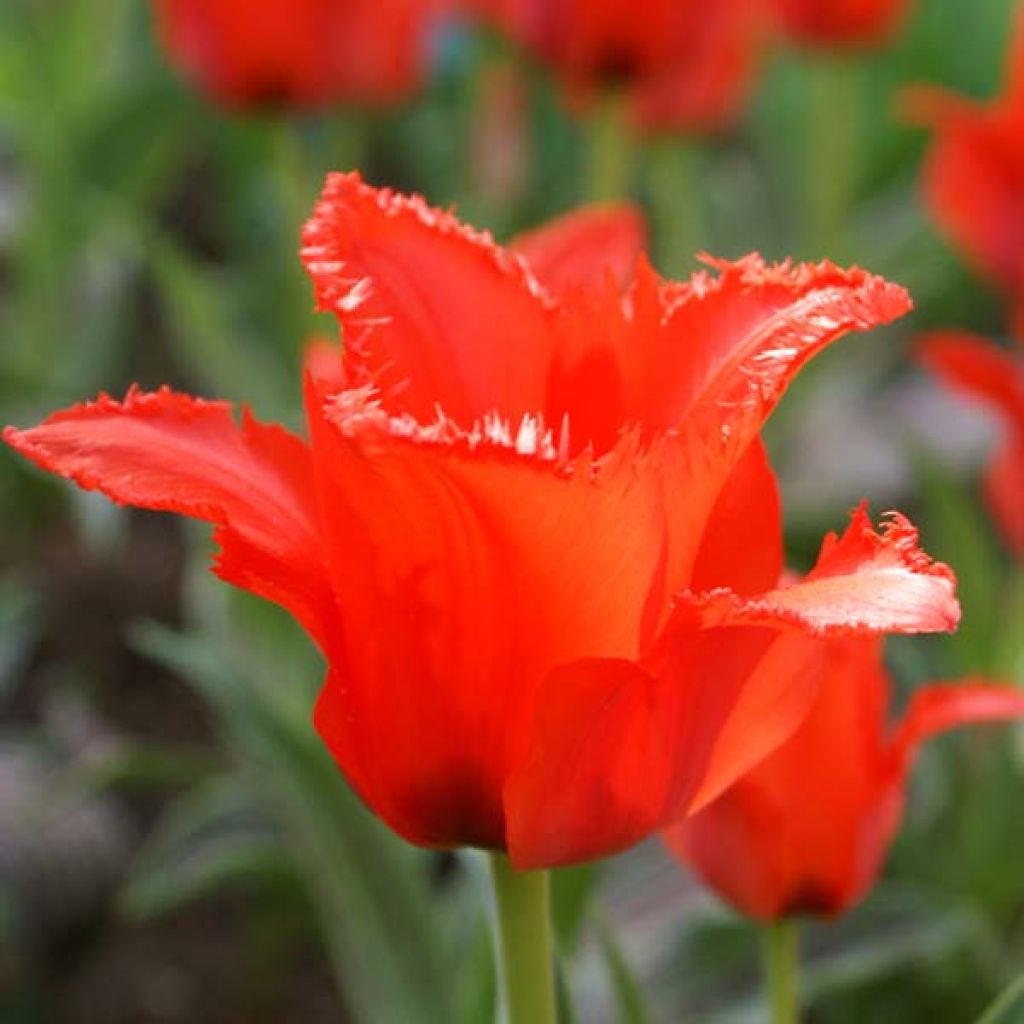 Tulipe Simple Hative Petit Chaperon Rouge