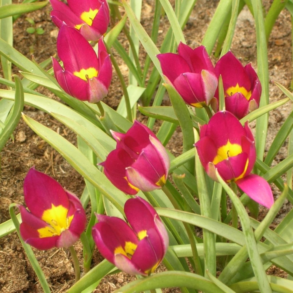 Tulipe Botanique humilis Persian Pearl