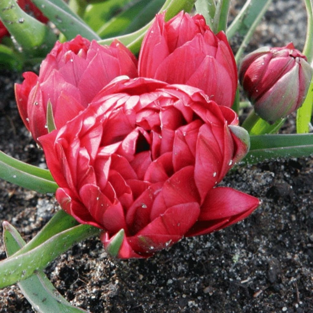 Tulipe Botanique humilis Tête à Tête