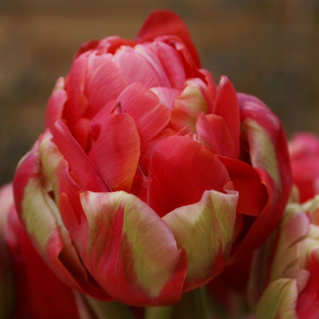 Tulipe Double Renown Unique
