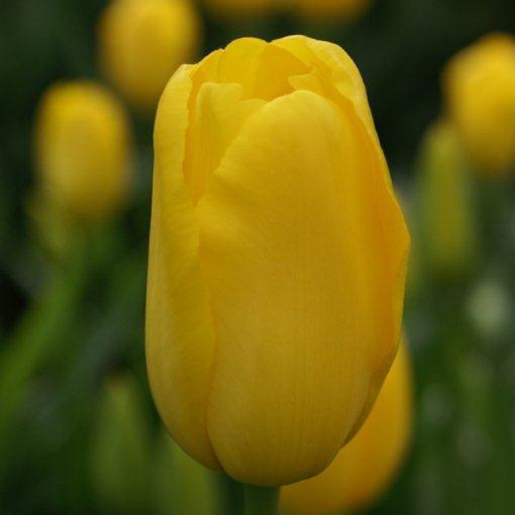 Tulipe simple Tardive Roi du Midi