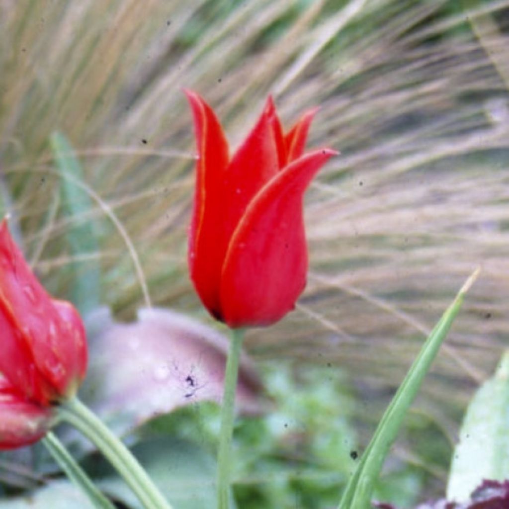 Tulipe Botanique schrenkii