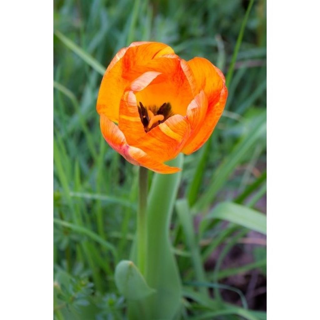Tulipe simple hâtive General De Wet