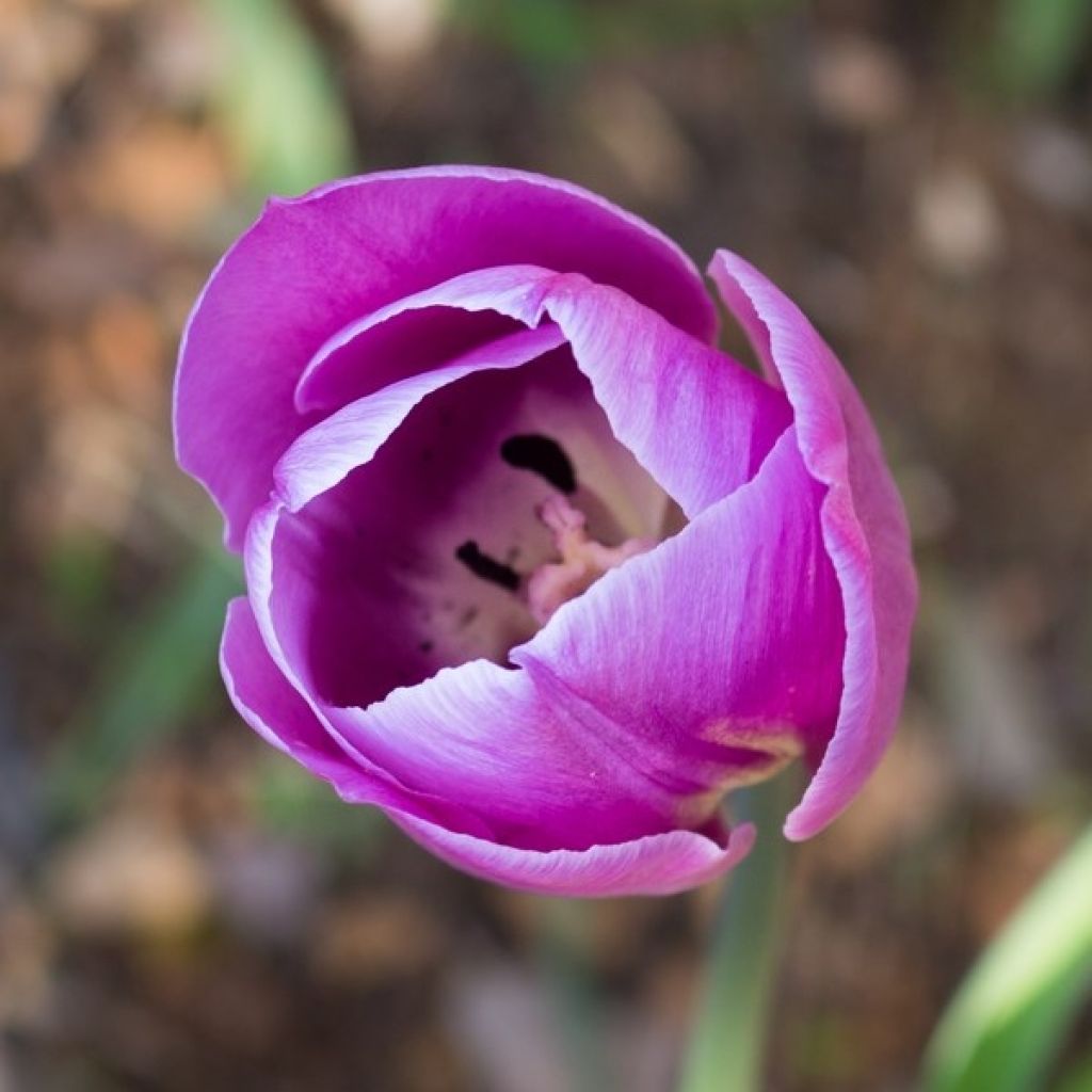 Tulipe simple tardive Violet Beauty