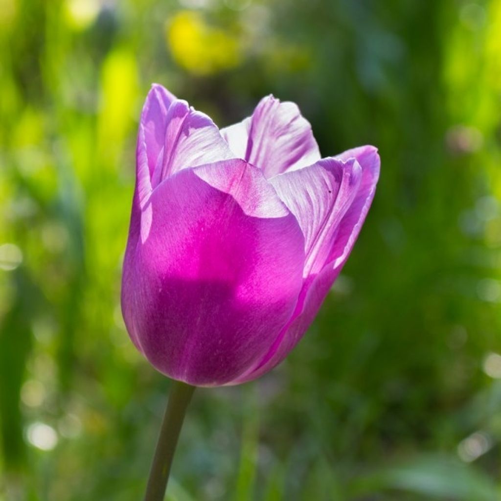 Tulipe simple tardive Violet Beauty