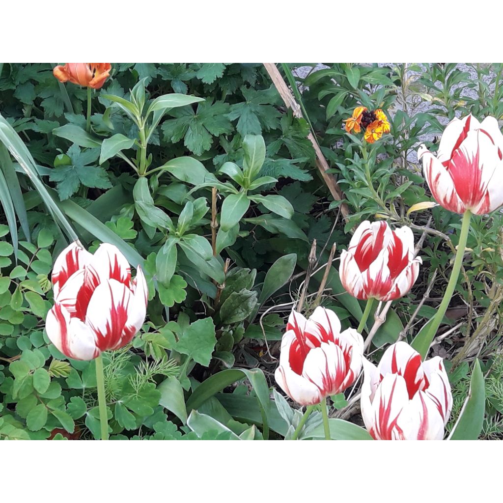 Tulipe simple tardive World Expression