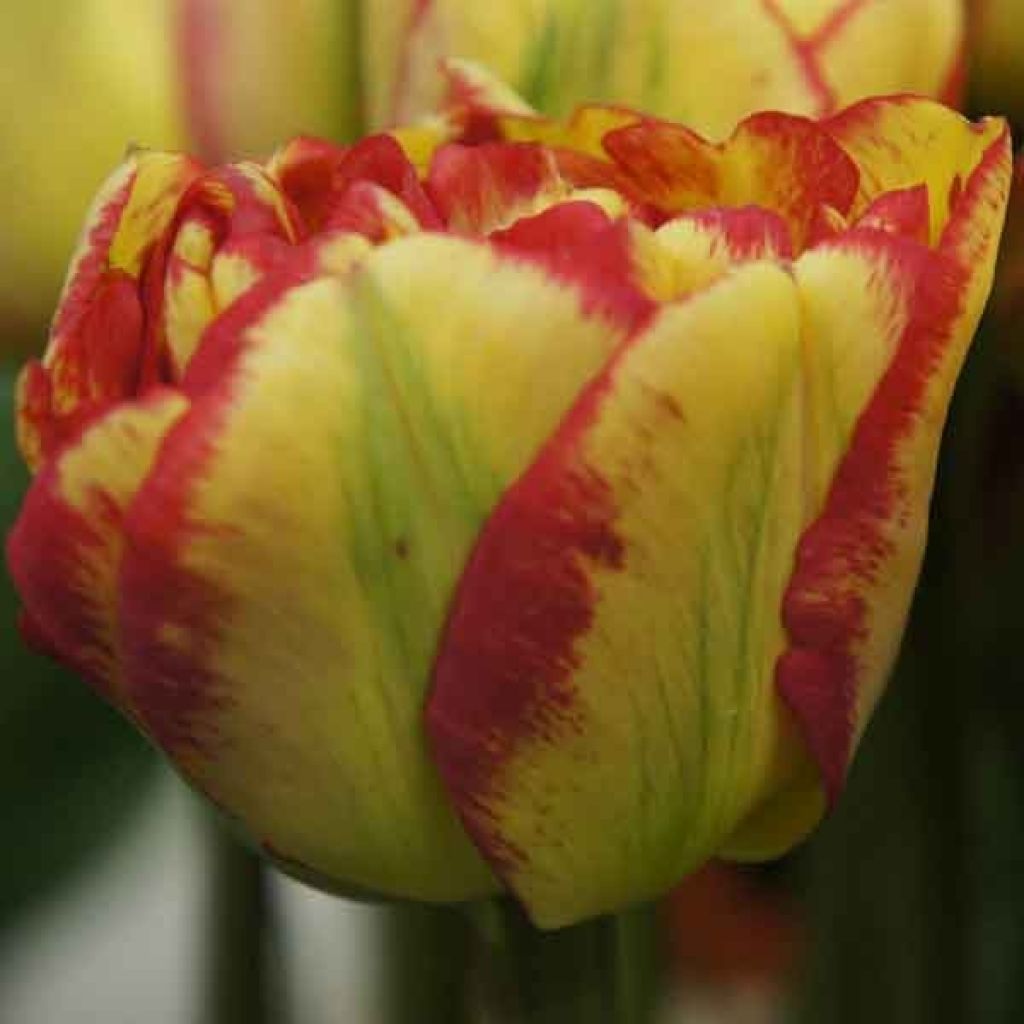 Tulipe Double Sundowner