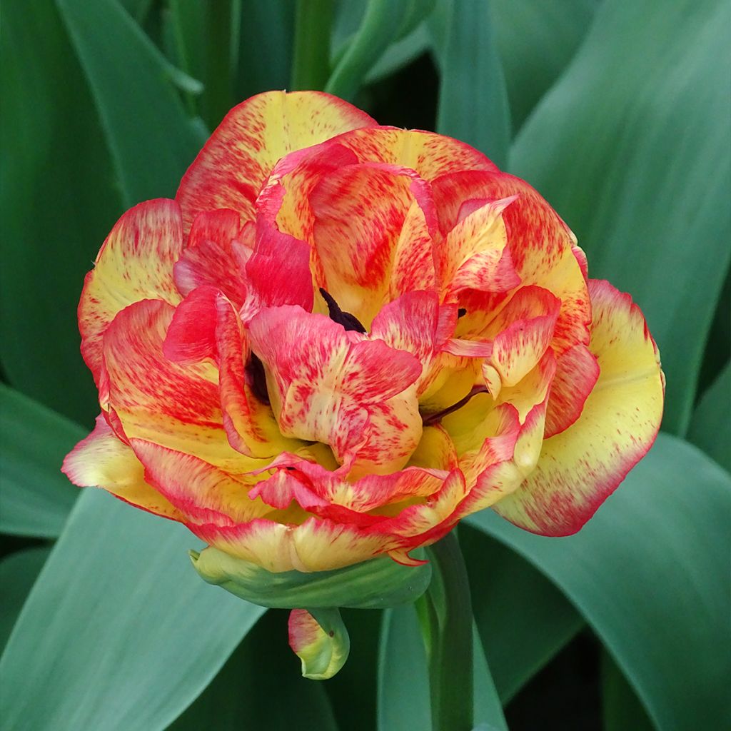 Tulipe double tardive Sundowner