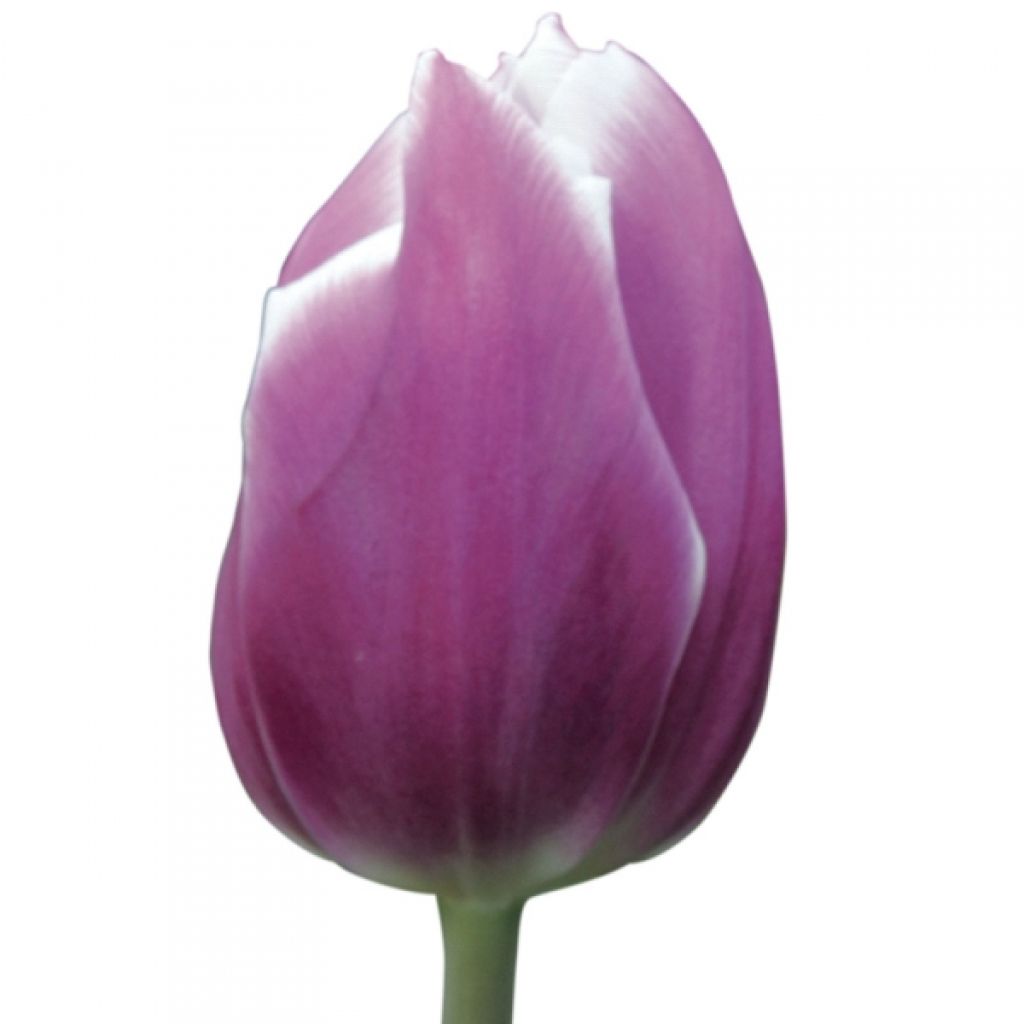 Tulipe Triomphe Synaeda Blue