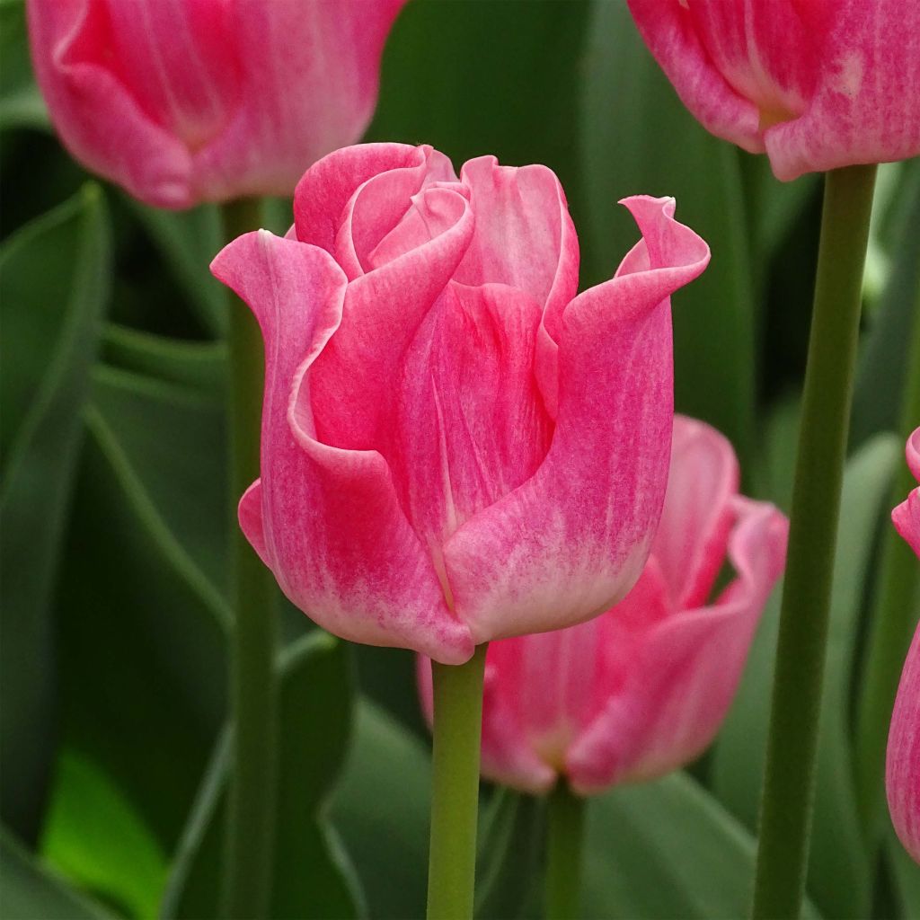 Tulipe triomphe Crown of Dynasty