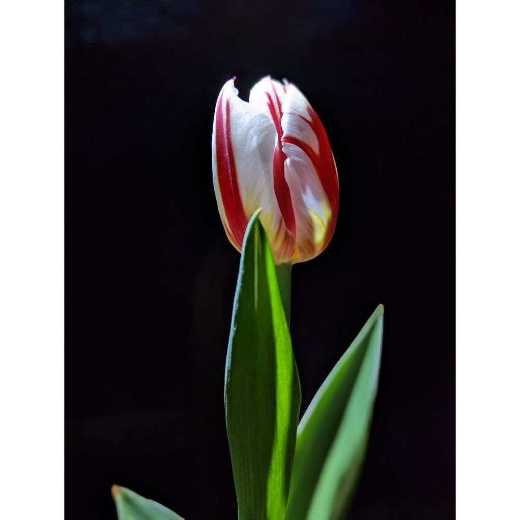 Tulipe Triomphe Happy Generation