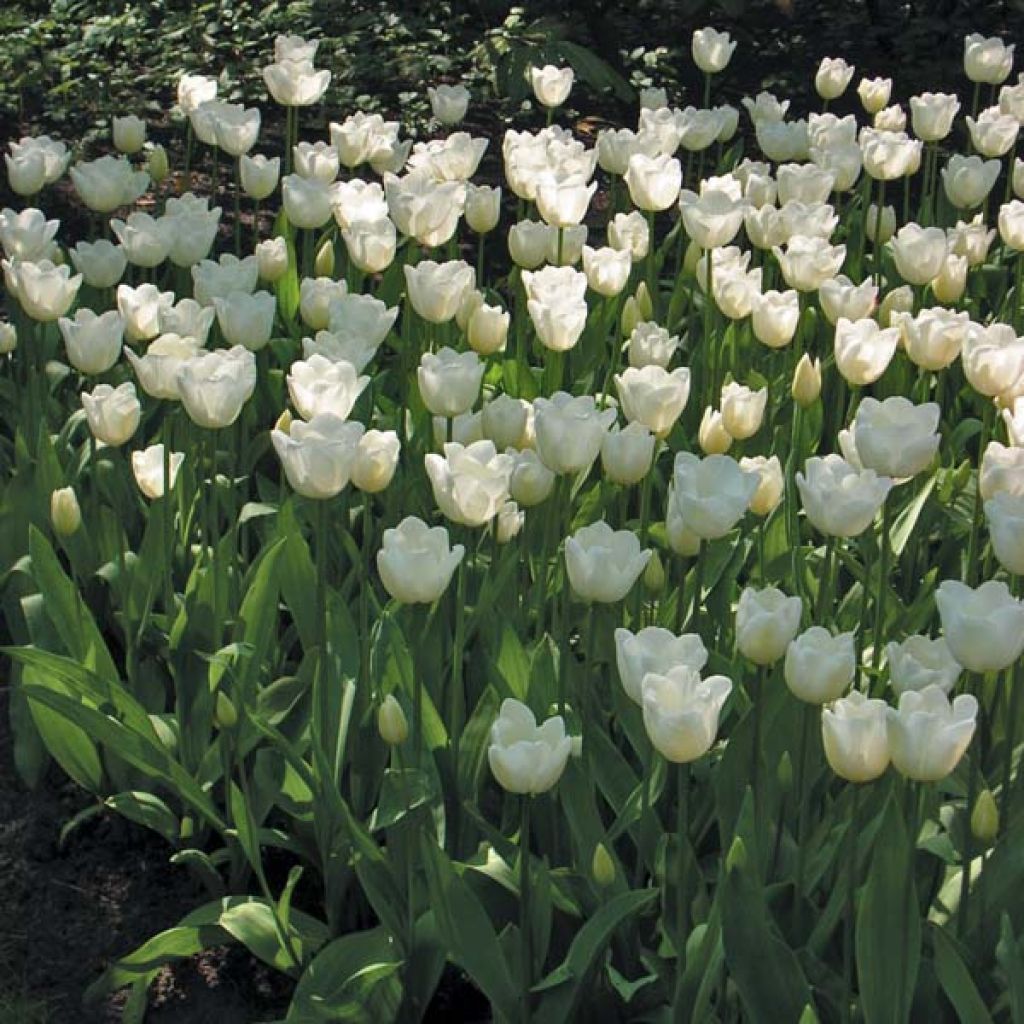 Tulipe Triomphe Hibernia