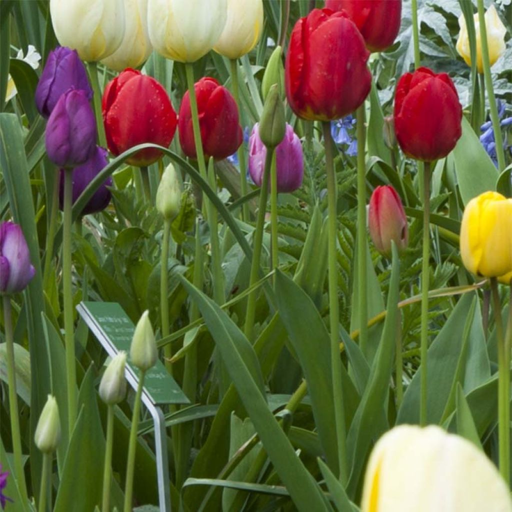 Tulipe Triomphe Ile de France