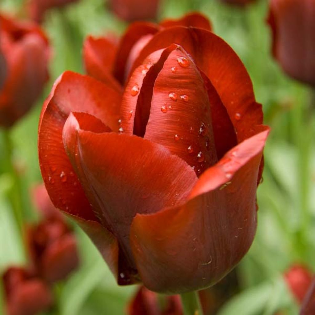 Tulipe Triomphe Jan Reus