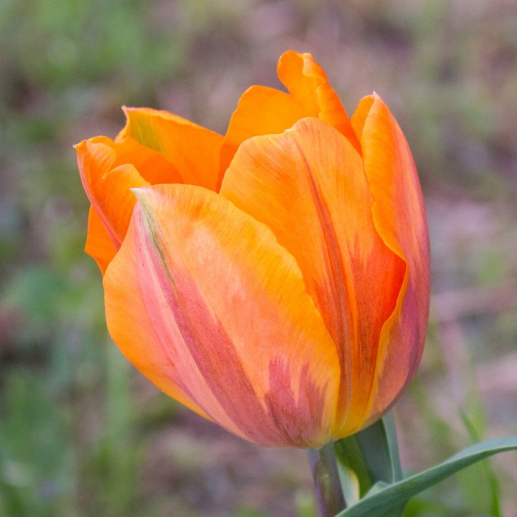Tulipe Triomphe Princesse Irène