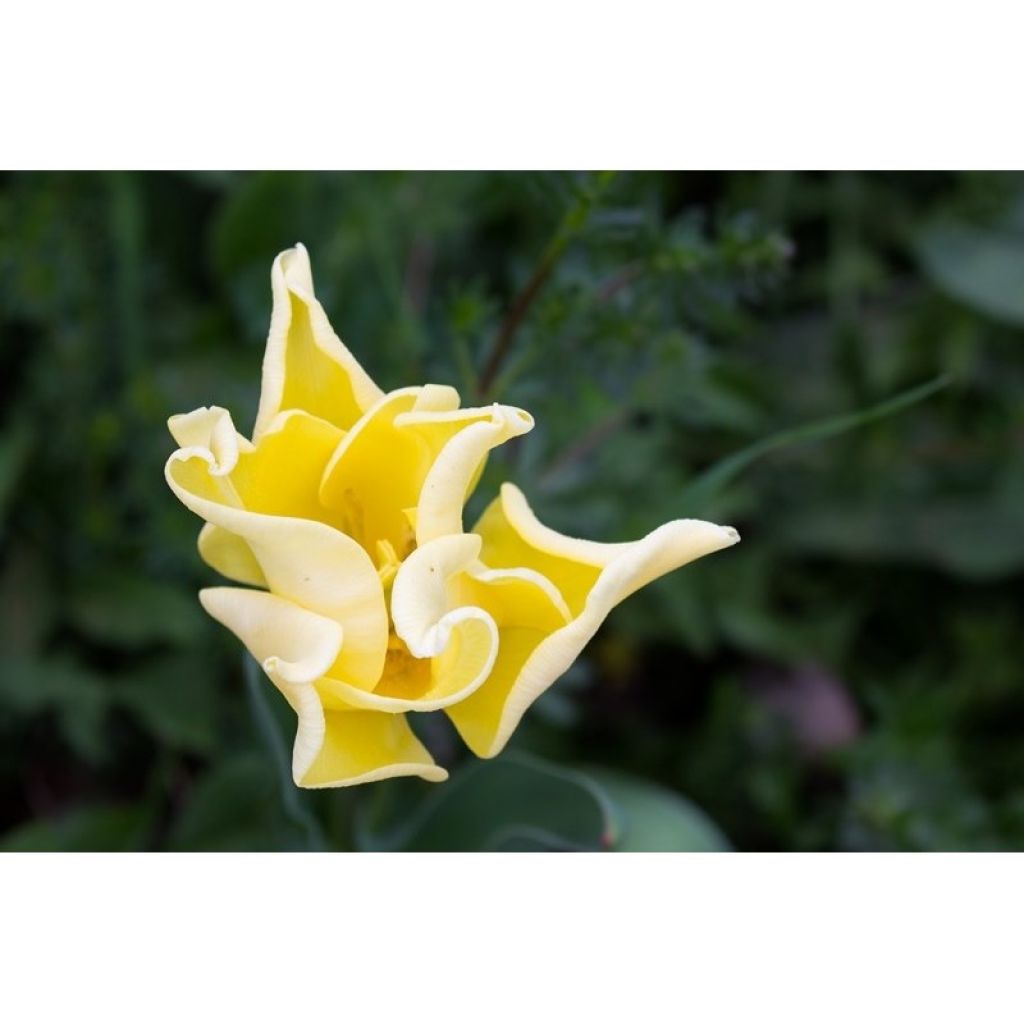 Tulipe Triomphe Yellow Crown