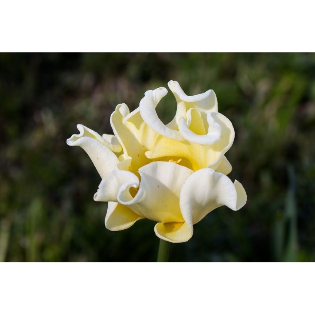Tulipe Triomphe Yellow Crown