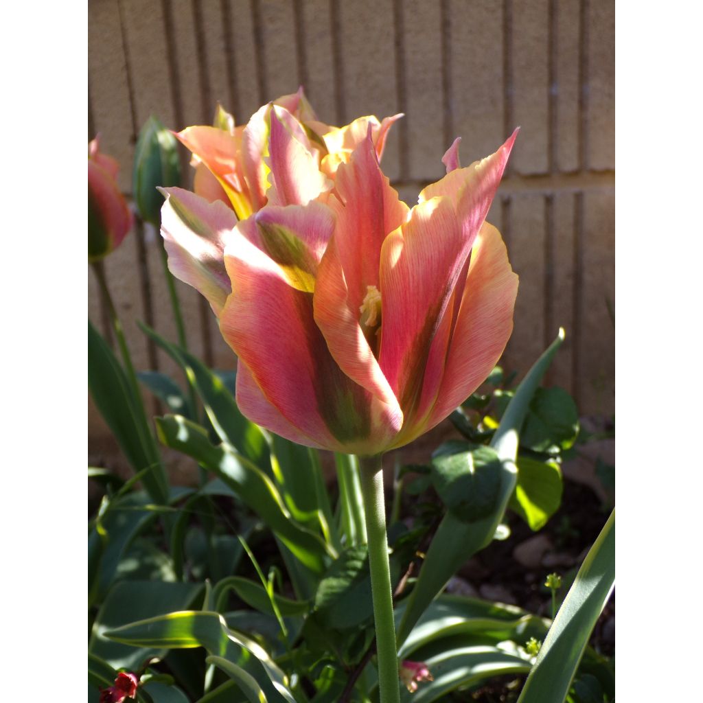 Tulipe viridiflora Artist