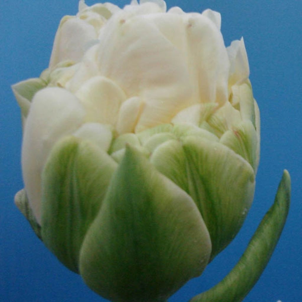 Tulipe Double White Wow