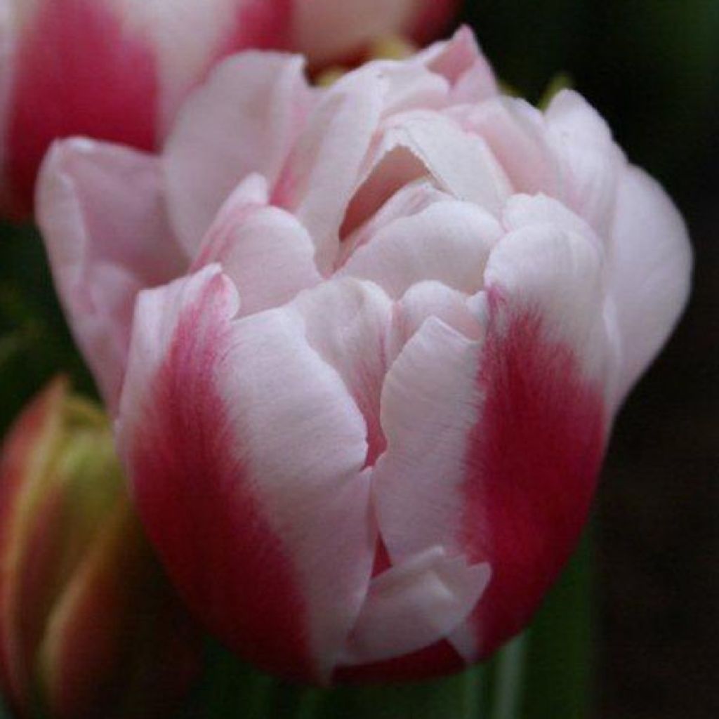 Tulipe Double Tardive Wirosa