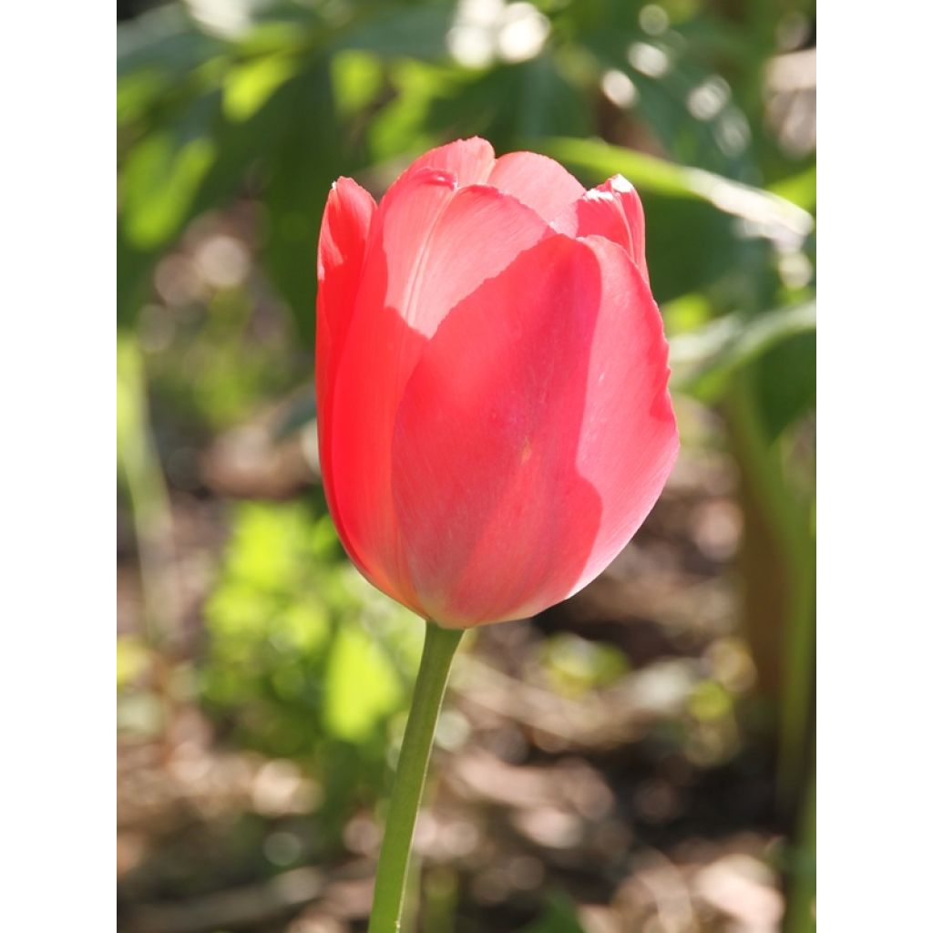 Tulipe Darwin Apeldoorn