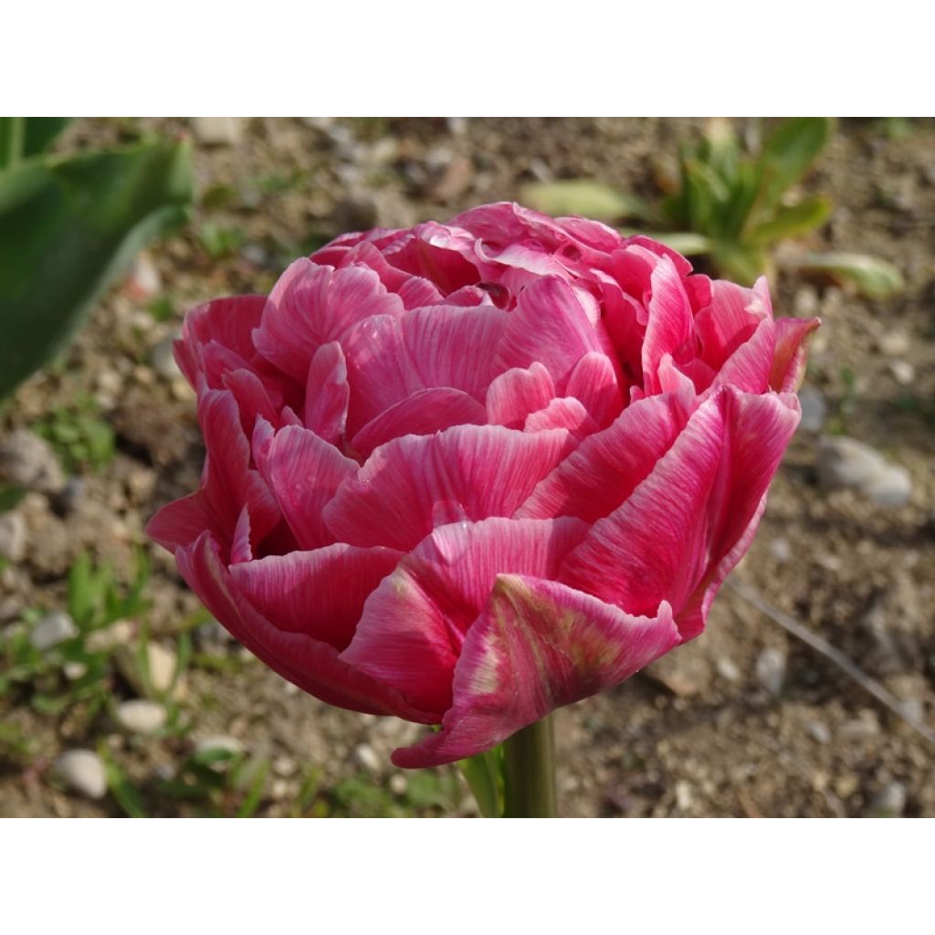 Tulipe double tardive Aveyron