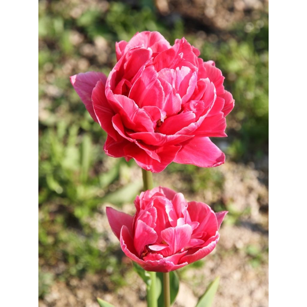 Tulipe double tardive Aveyron