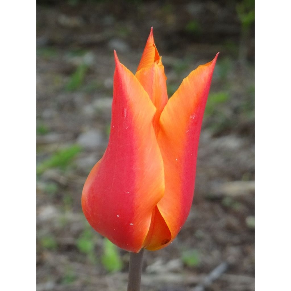 Tulipe Fleur de Lis Ballerina