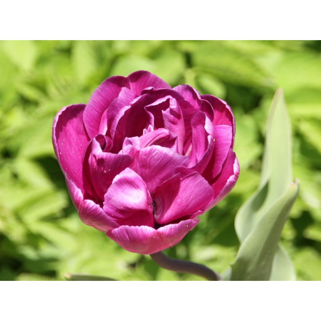 Tulipe double tardive Diamant Bleu (Blue Diamond)