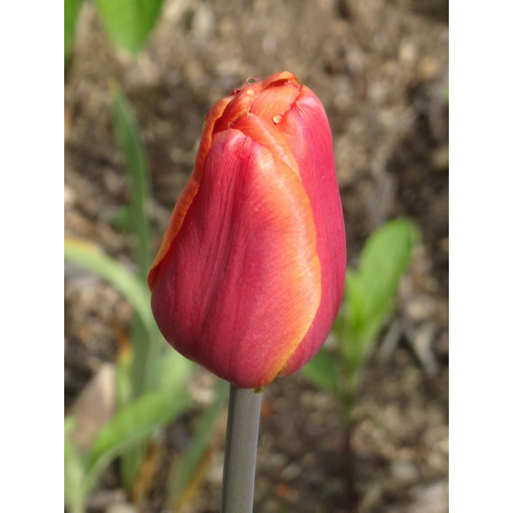 Tulipe Triomphe Brown Sugar