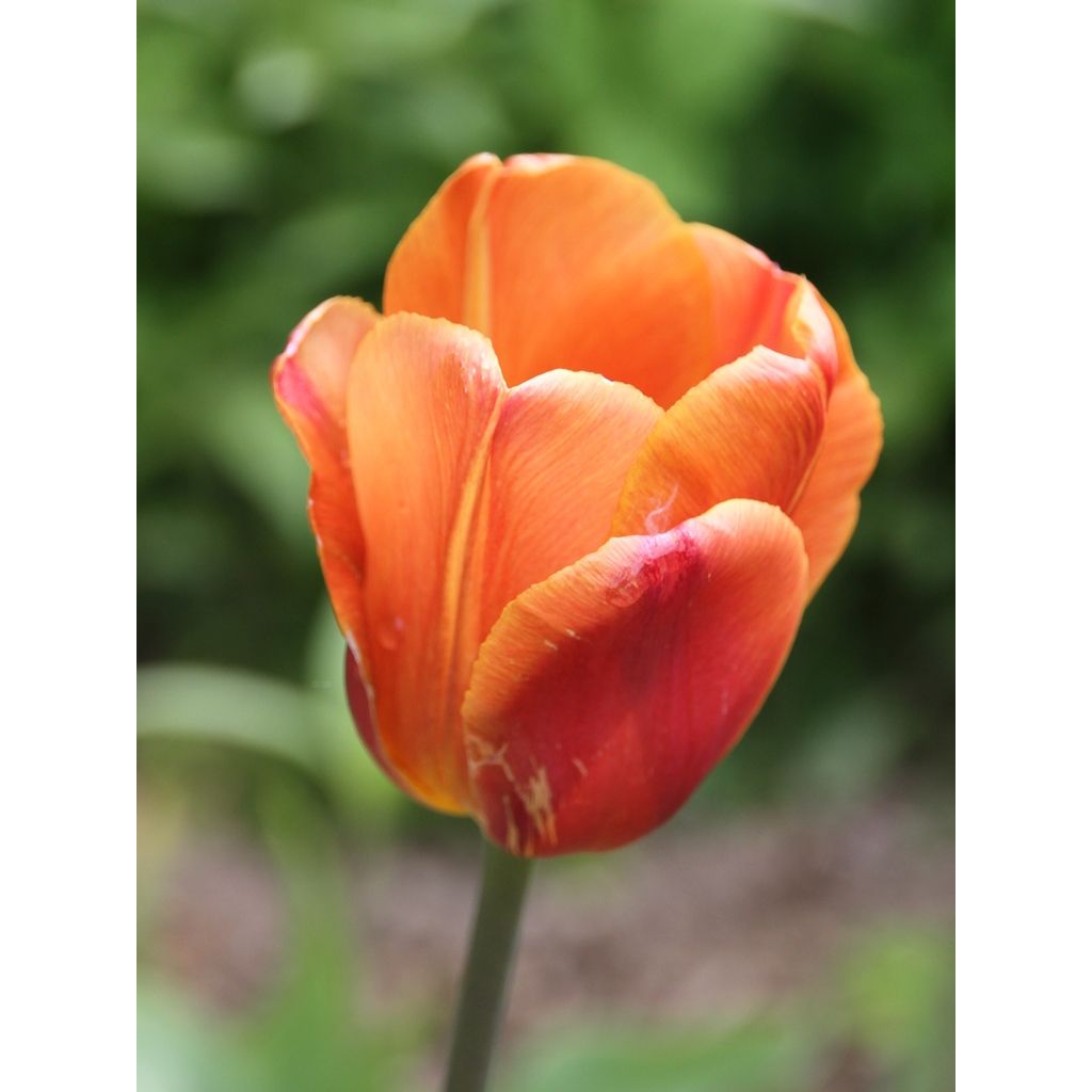 Tulipe Triomphe Brown Sugar