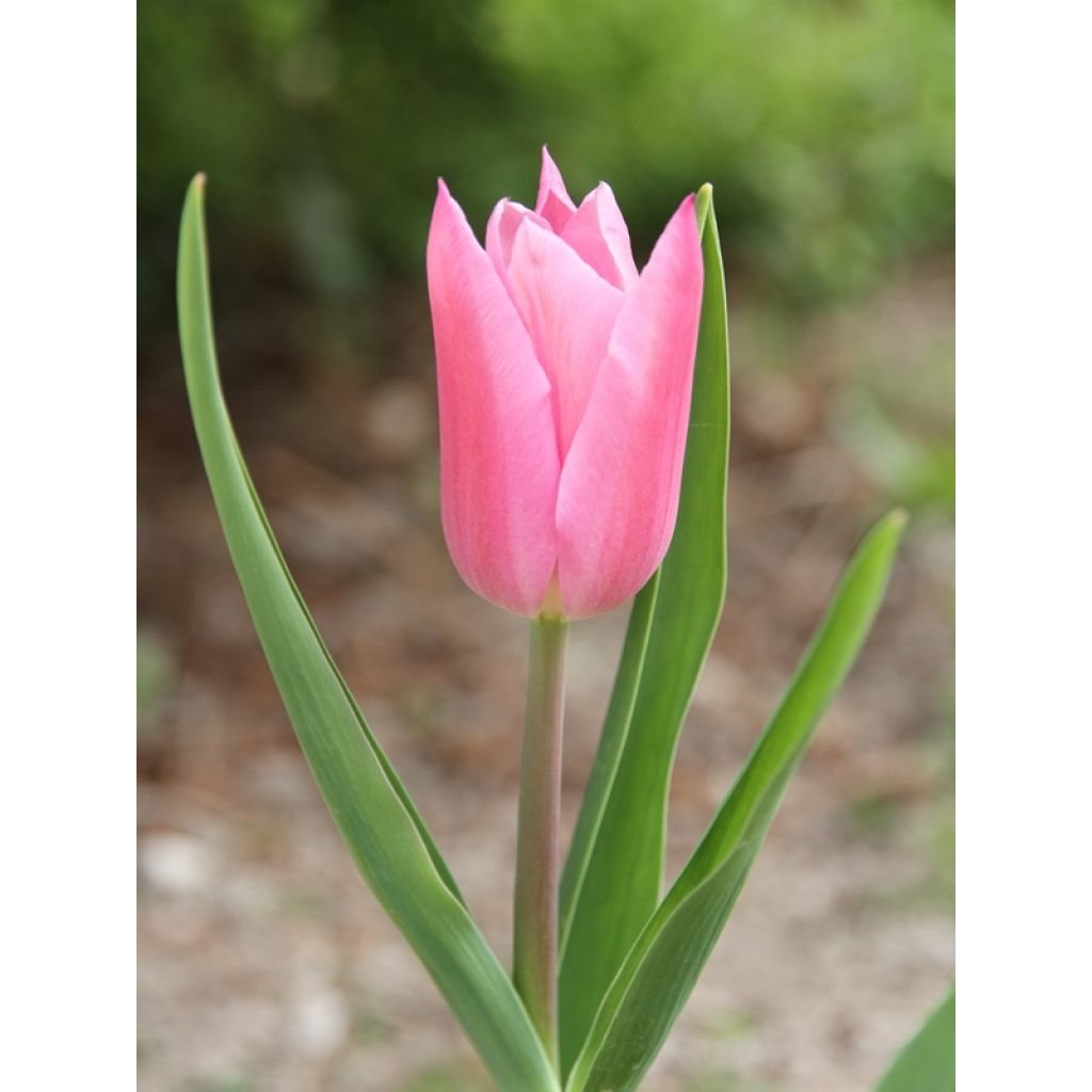 Tulipe Fleur de Lis China Pink