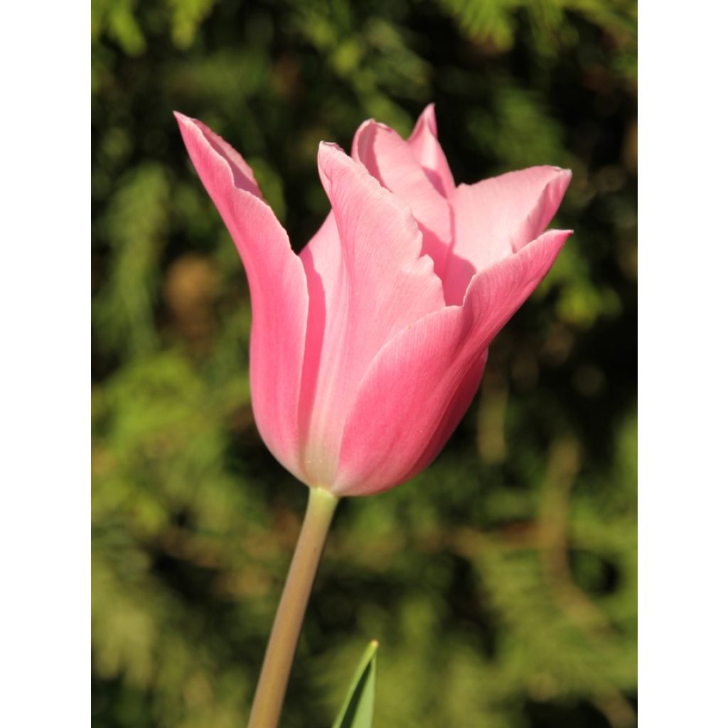 Tulipe Fleur de Lis China Pink