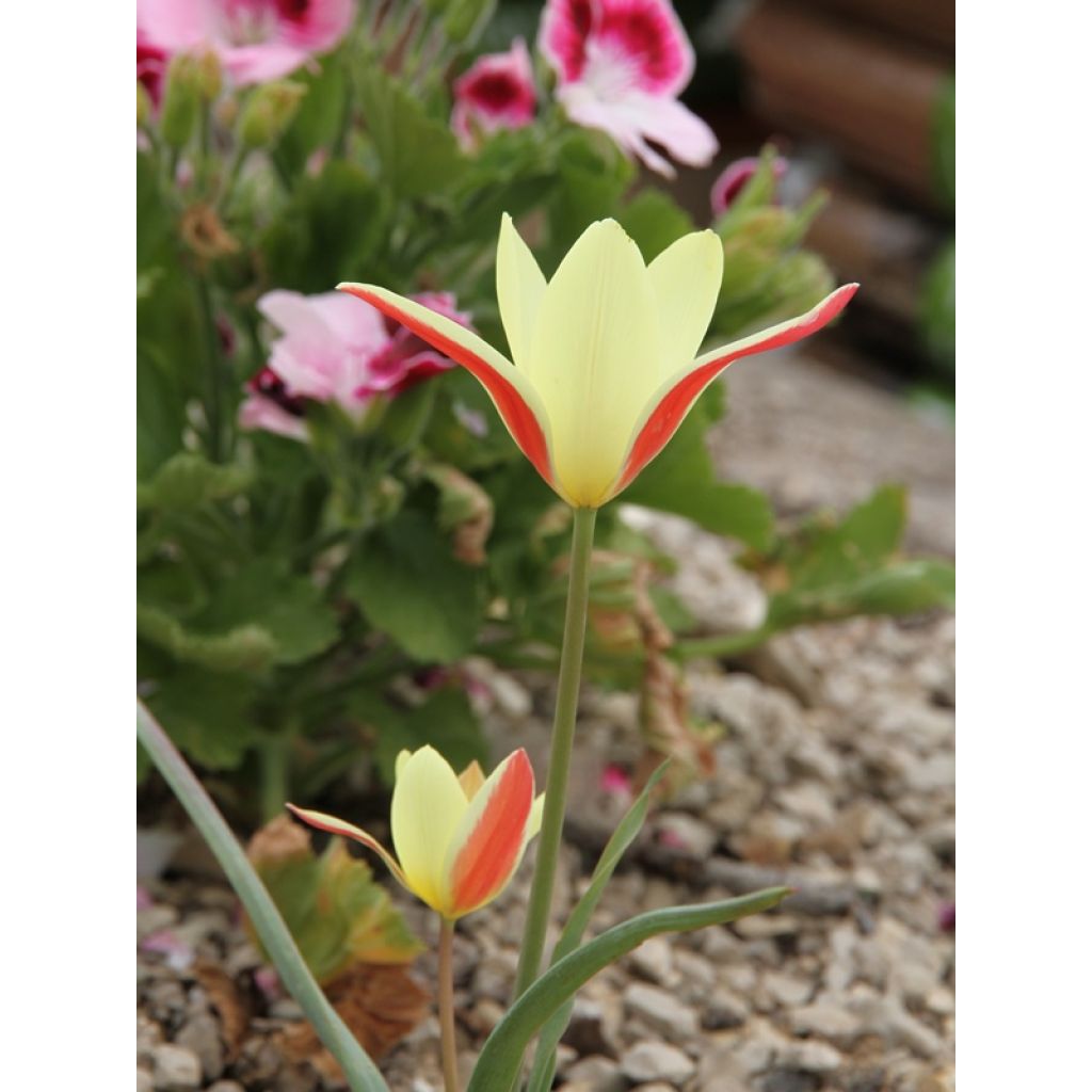 Tulipe botanique clusiana Cynthia