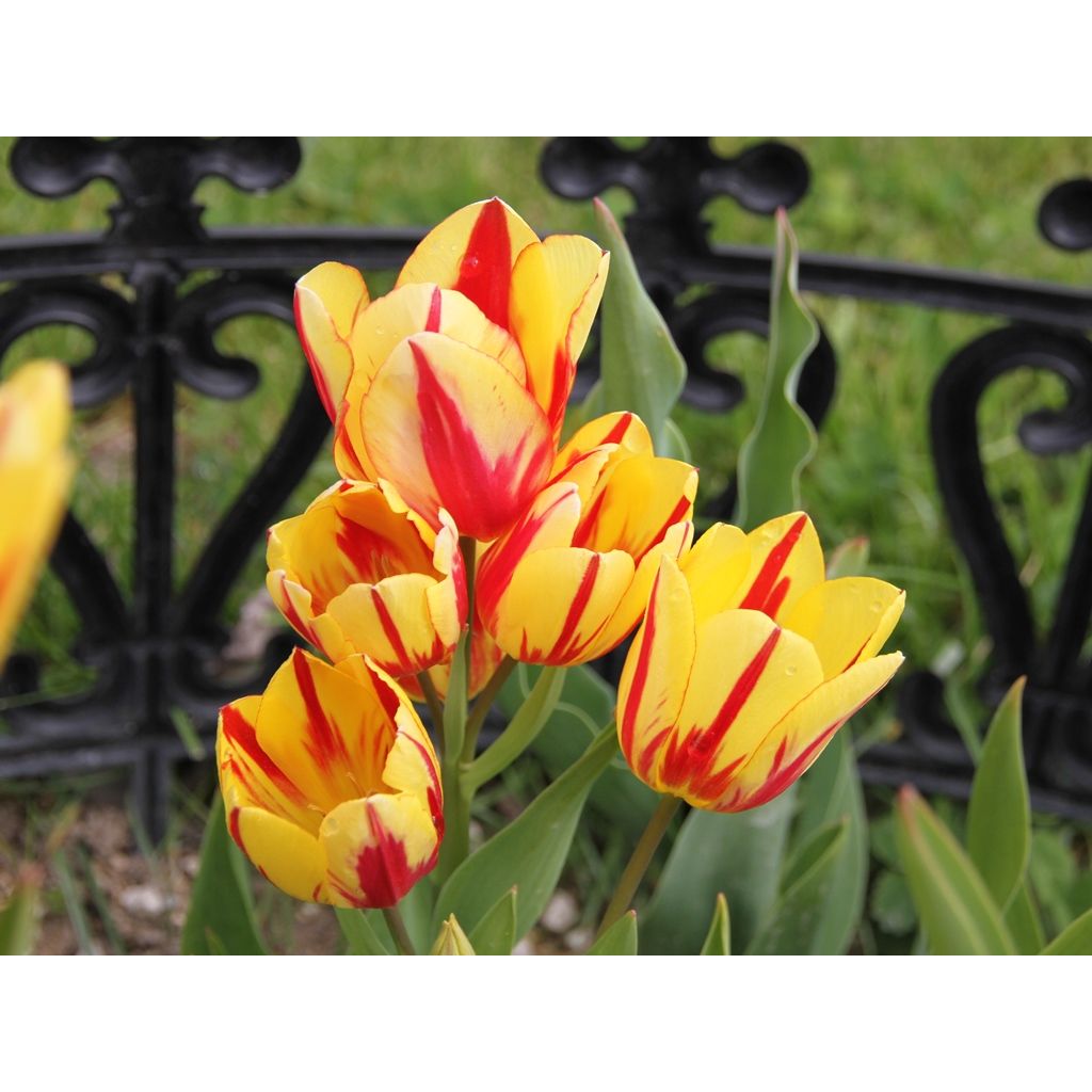 Tulipe pluriflore Colour Spectacle