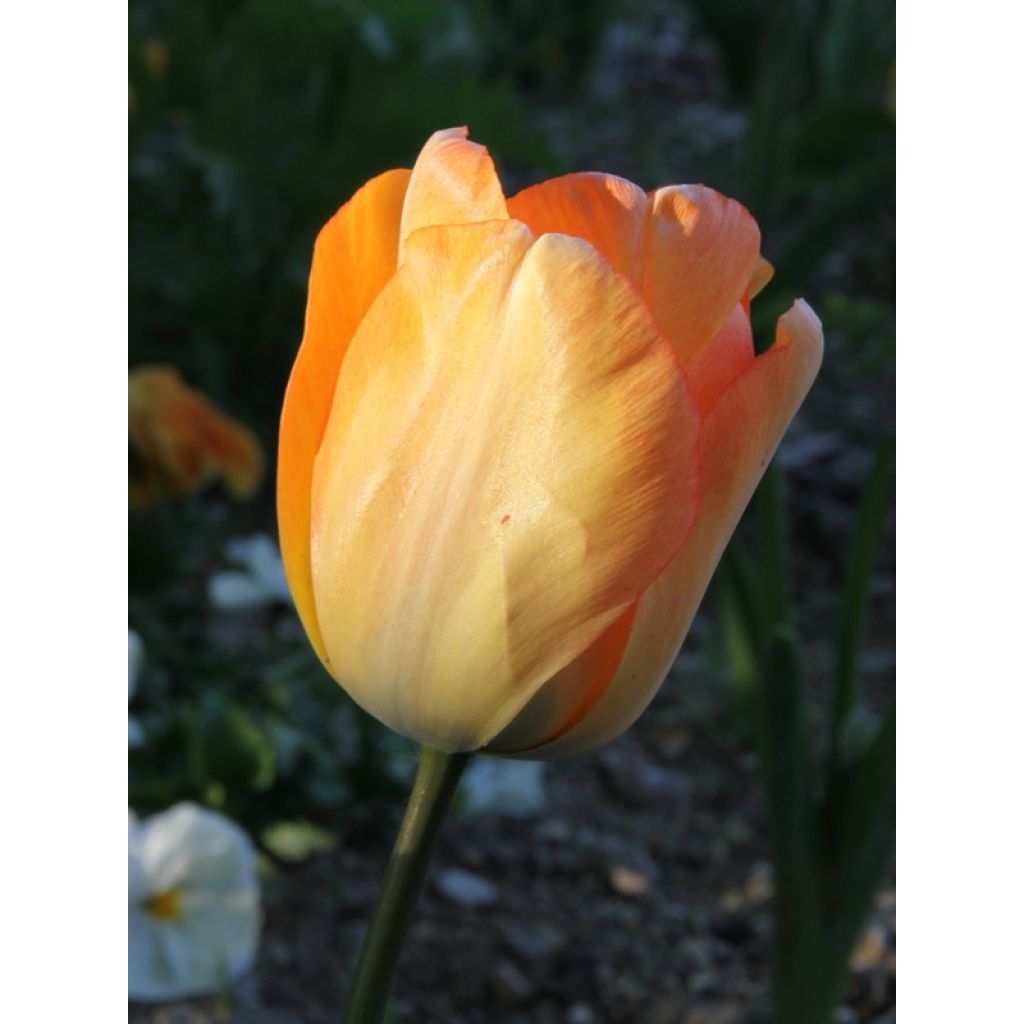 Tulipe Darwin Daydream
