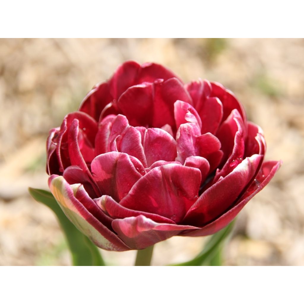 Tulipe double tardive Dream touch