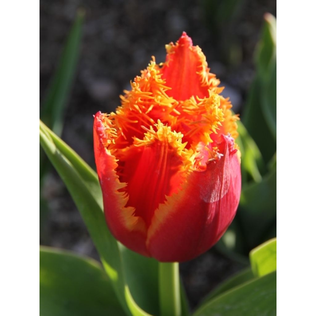 Tulipe dentelée Fabio