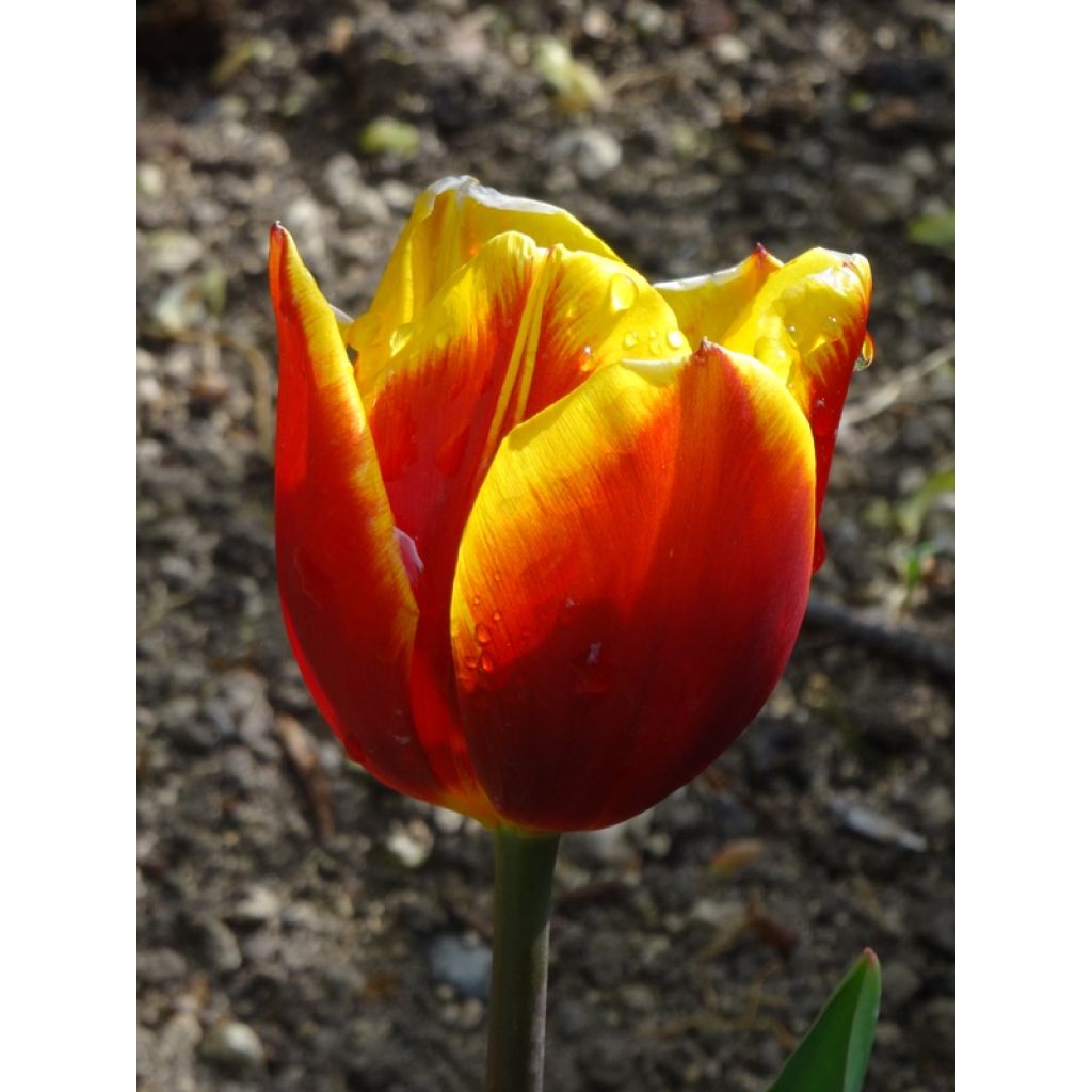 Tulipe simple hâtive Flair