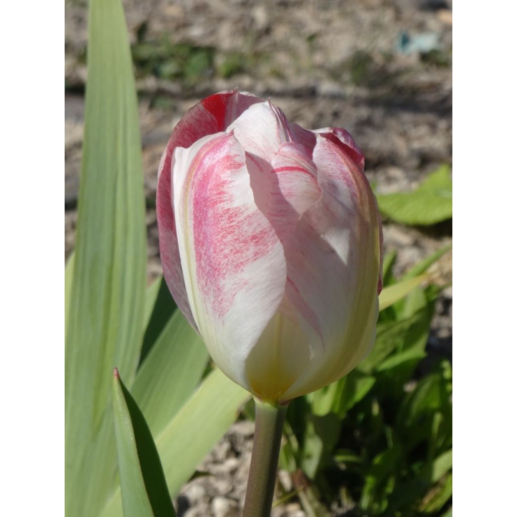Tulipe fosteriana Flaming Purissima