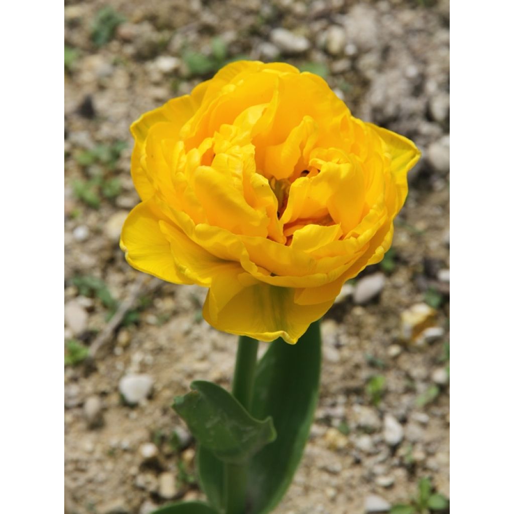Tulipe double tardive Gold Fever - Tulipe à fleur de pivoine.