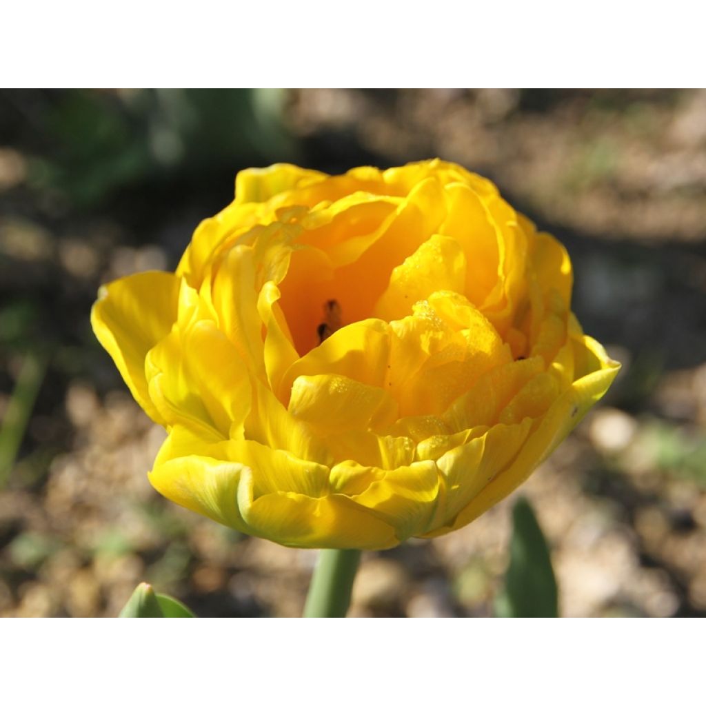 Tulipe double tardive Gold Fever - Tulipe à fleur de pivoine.