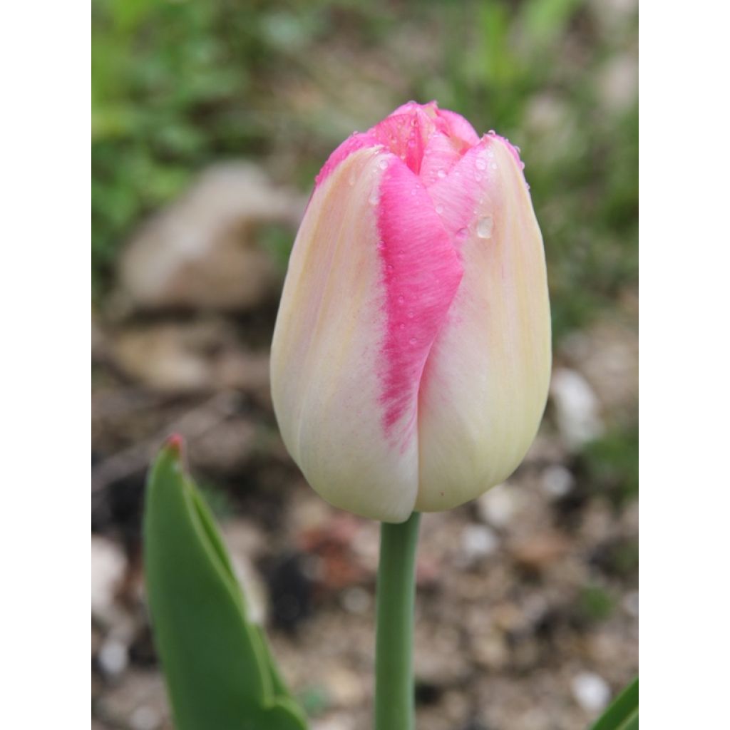 Tulipe Hatsuzakura le jour de son éclosion