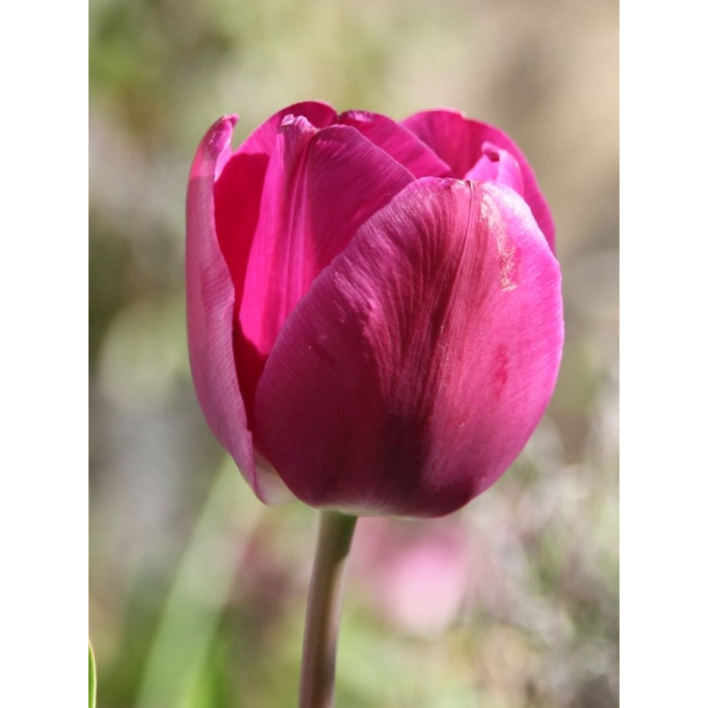 Tulipe Triomphe Passionale