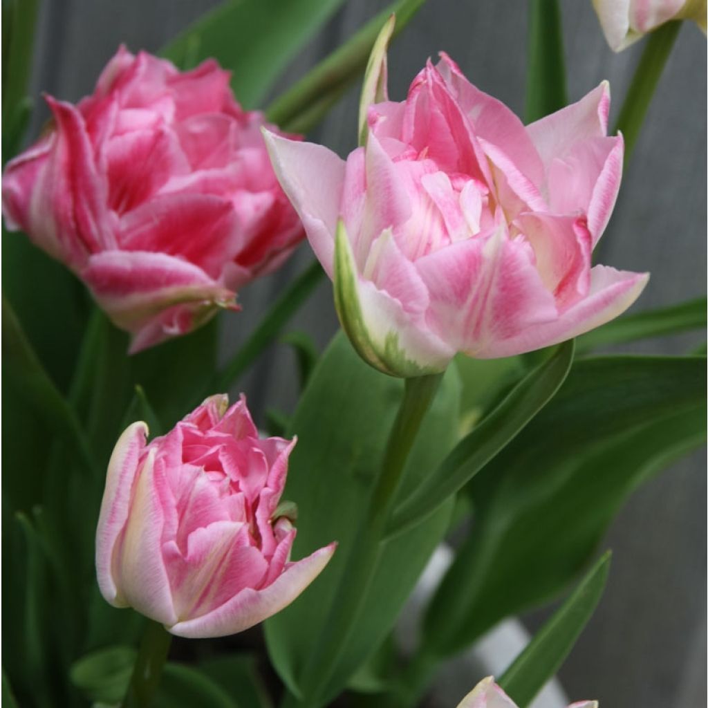 Tulipe double hâtive Peach Blossom