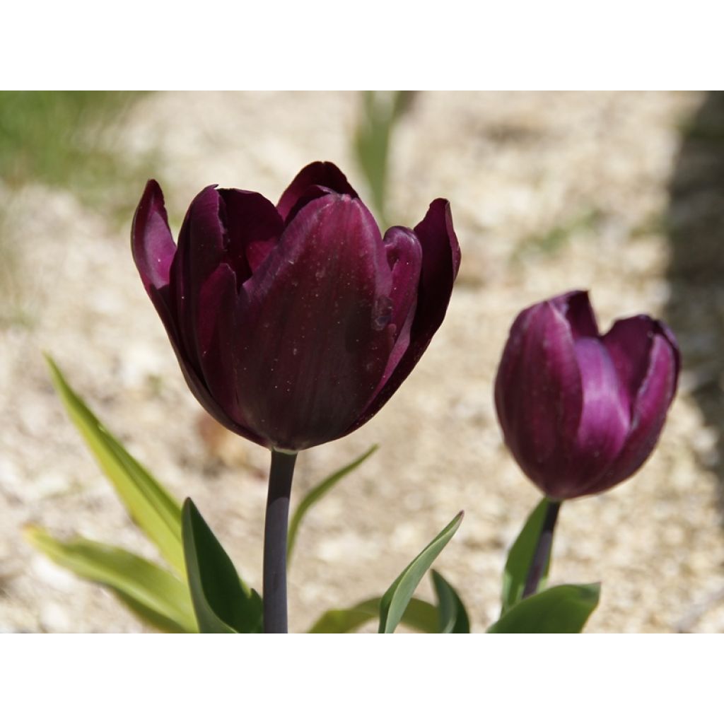 Tulipe simple tardive Recreado