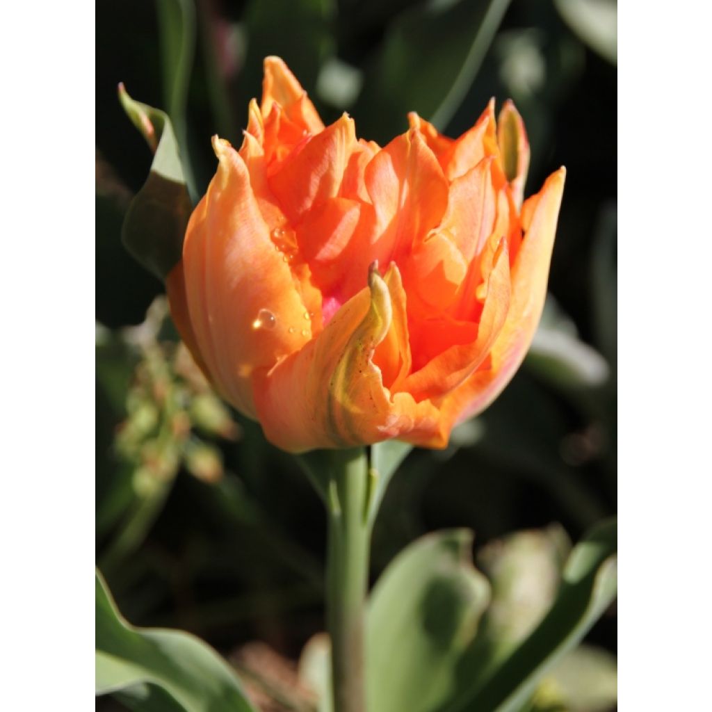 Tulipe william of orange après quelques jours de floraison