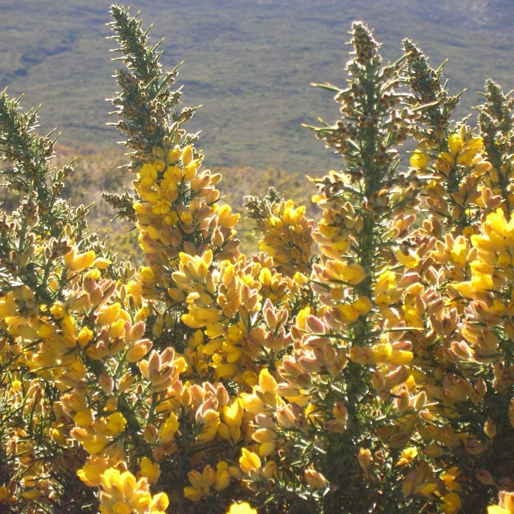 Ulex europaeus - Ajonc commun