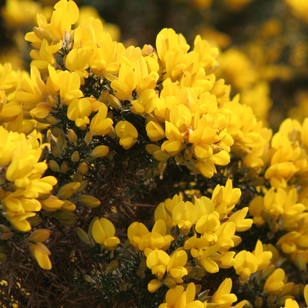 Ulex europaeus - Ajonc commun